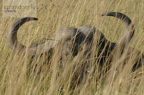 Afrikanische Büffel (Syncerus caffer) versteckt im Gras  Masai Mara  Kenia  Afrika