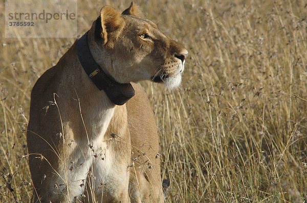 Löwin (panthera leo)  mit Sender am Hals  Masai Mara  Kenia  Afrika