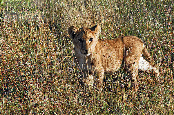 Löwenbaby (Panthera leo)  Masai Mara  Kenia  Afrika