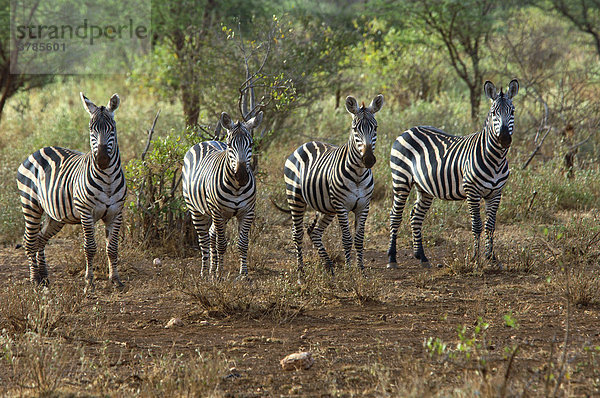 Steppenzebras ( Equus quagga burchelli) Tsavo National Park  Kenia  Afrika Equus quagga Steppenzebra