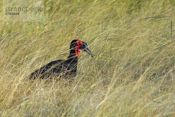 Kaffernhornrabe (Bucorvus leadbeateri) Masai Mara  Kenia  Afrika