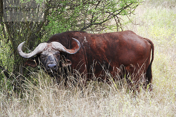 Kaffernbüffel (Syncerus caffer)  Bulle  Massai Mara  Samburu National Reserve  Kenia  Afrika