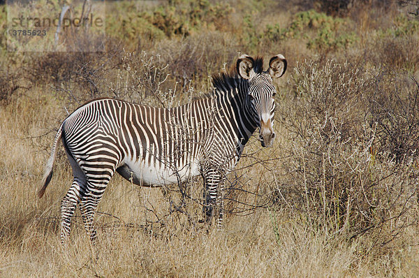Grevyzebra (equus grevyi)  Samburu National Reserve  Kenia  Afrika