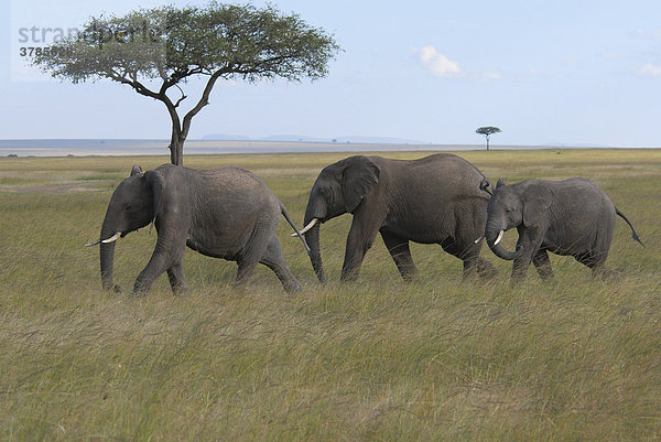 Afrikanische Elefanten (Loxodonta africana)  Masai Mara National Park  Kenia  Afrika