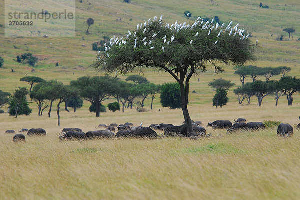 Kaffernbüffel (Syncerus caffer) unter einer Schirmakazie mit Kuhreihern  Massai Mara  Samburu National Reserve  Kenia  Afrika