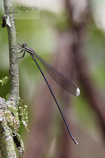 Kleinlibelle   Costa Rica