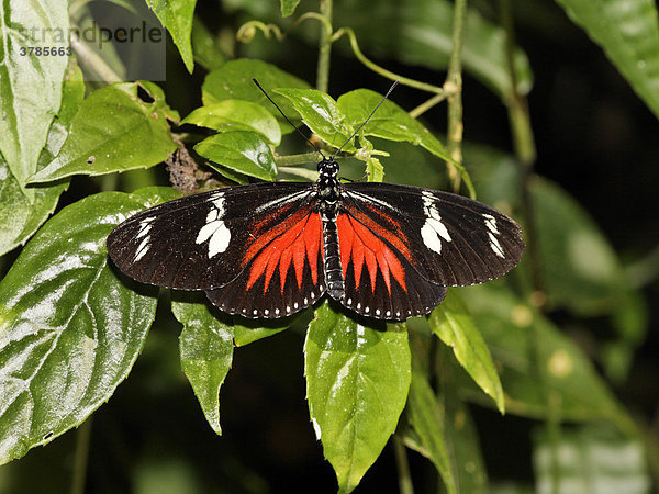 Schmetterling Passionsfalter (Heliconius sp.) Costa Rica