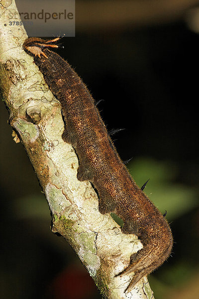 Raupe von Caligo-Falter (Caligo sp.)  Costa Rica