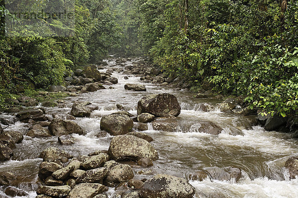 Regenwaldfluss  Rio Atelopus  Rara Avis  Las Horquetas  Costa Rica