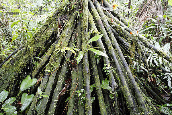 Wurzelwerk einer Palme in Regenwald  Rara Avis  Costa Rica