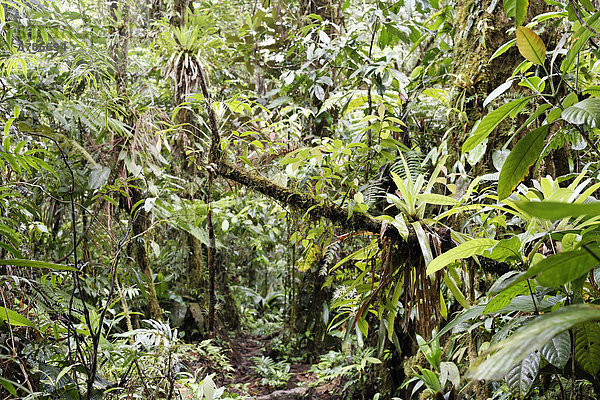 Pfad im Regenwald  Rara Avis  Las Horquetas  Costa Rica