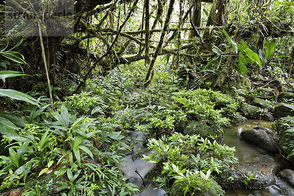 Bach im Regenwald  Rara Avis  Las Horquetas  Costa Rica