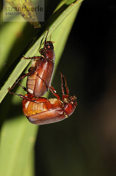 Käfer  Paarung  Costa Rica