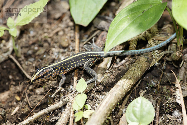 Eidechse  Zentralamerikanische Ameive  Peitschenschwanz-Ameive (Ameiva festiva)  Costa Rica