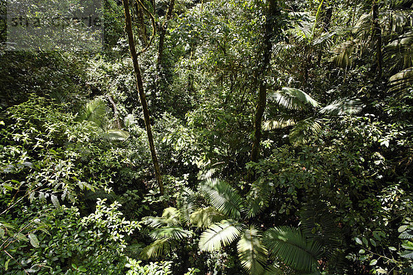 Regenwald  Region Arenal  Costa Rica