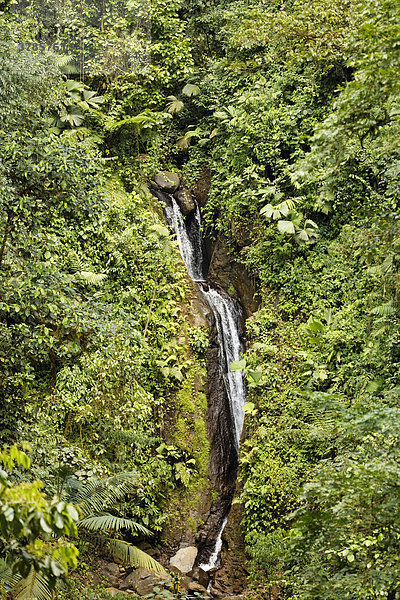 Wasserfall in Regenwald  Arenal Hanging Bridges  Costa Rica
