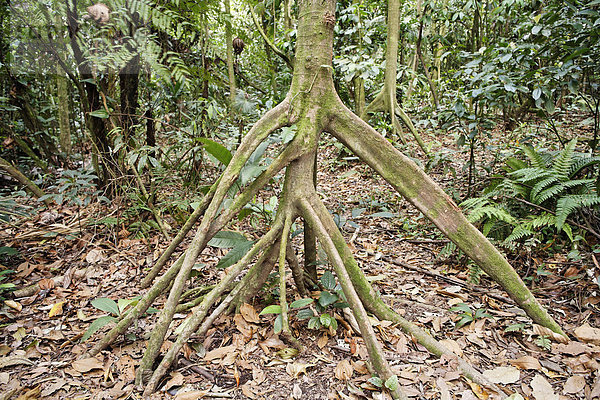 Stelzenwurzel  Nationalpark Arenal  Costa Rica