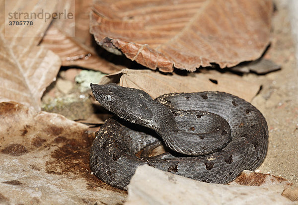 Stülpnasen-Lanzenotter (Porthidium nasutum)  Costa Rica