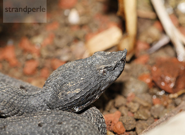 Stülpnasen-Lanzenotter (Porthidium nasutum)  Costa Rica