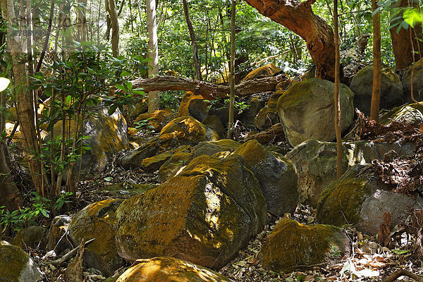 Moosbewachsene Felsen in Nationalpark Rincon de la Vieja  Guanacaste  Costa Rica