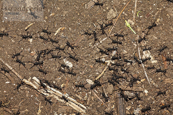 Ameisen  Costa Rica