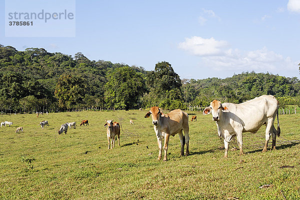 Rinderweide  San Carlos-Ebene  Costa Rica