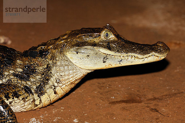 Kaiman  Krokodilkaiman  Brillenkaiman  Caiman crocodilus  Costa Rica