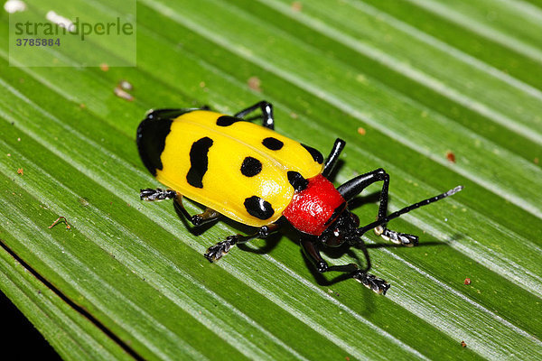 Käfer  Costa Rica