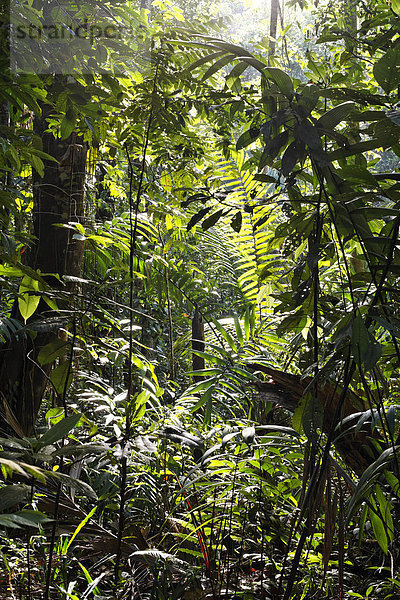 Regenwald im Nationalpark Maquenque  Costa Rica