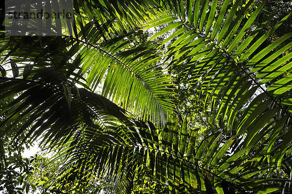Palmenblätter in Regenwald  Costa Rica