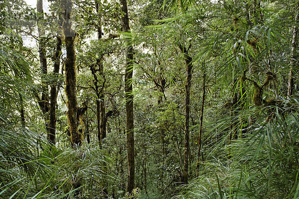 Nationalpark Los Quetzales  Nebelwald  Eichenwald  Costa Rica