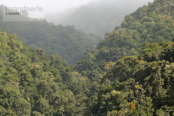 Nationalpark Los Quetzales  Nebelwald  Eichenwald  2300 mNN  Costa Rica