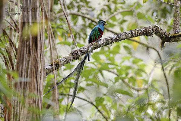 Quetzal (Resplendent Quetzal  Pharomachrus mocinno)  männlich  Nationalpark Los Quetzales  Costa Rica