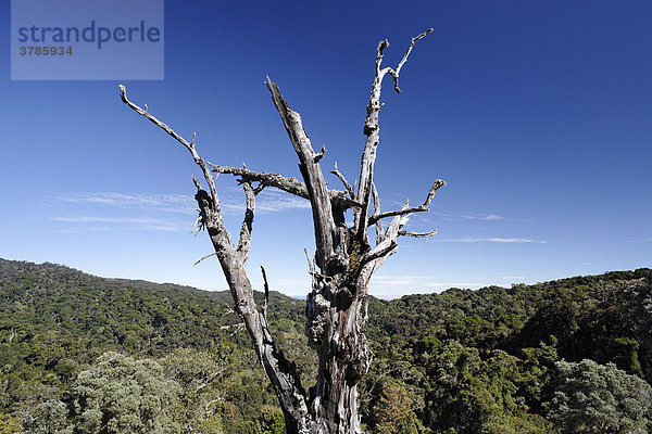 Abgestorbener Baum in Nationalpark Los Quetzales  Nebelwald  Eichenwald  2800 mNN  Costa Rica
