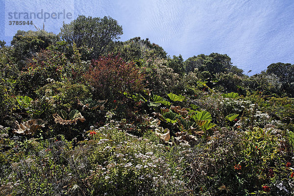Vegetation in Nationalpark Vulkan Irazu  3400mNN  Costa Rica