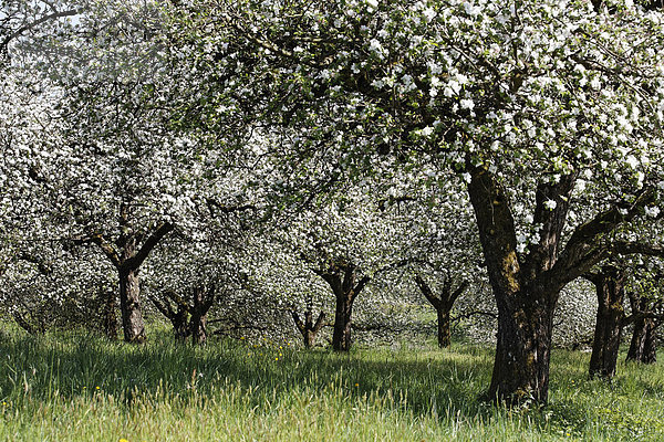 Blühende Apfelbäume  Lalling  Lallinger Winkel  Bayerischer Wald  Niederbayern  Deutschland