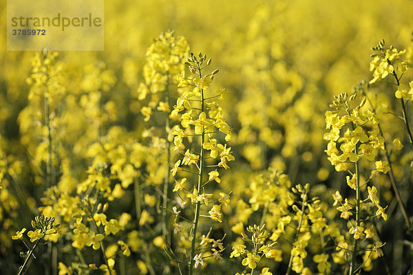 Blühendes Rapsfeld (Brassica napus)