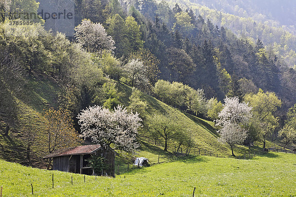 Blühende Kirschbäume in Staudach-Egerndach  Chiemgau  Oberbayern