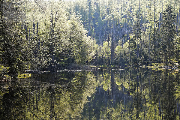 Martinsklause am Lusen  Nationalpark Bayerischer Wald  Niederbayern