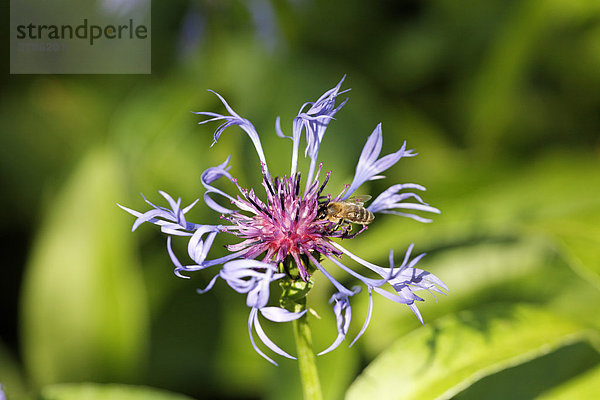 Biene auf Berg-Flockenblume  Bergflockenblume  Centaurea montana