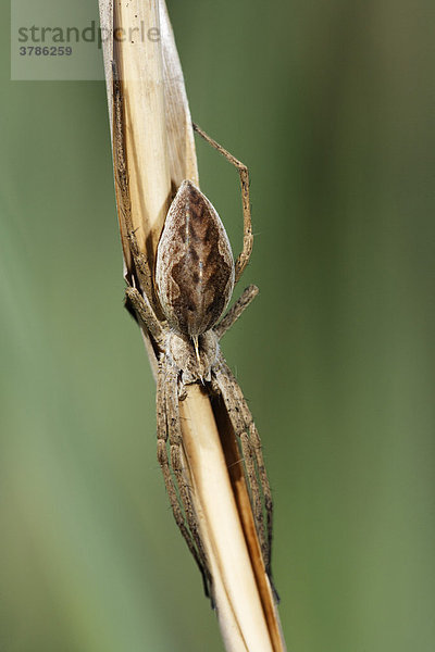 Listspinne  Pisaura mirabilis