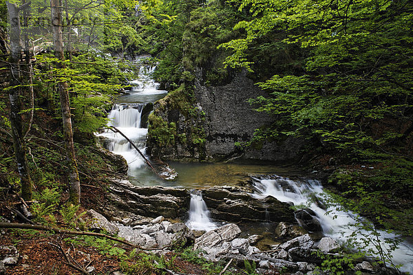 Wasserfall Enterrottach bei Rottach-Egern  Tegernseer Tal  Oberbayern  Deutschland