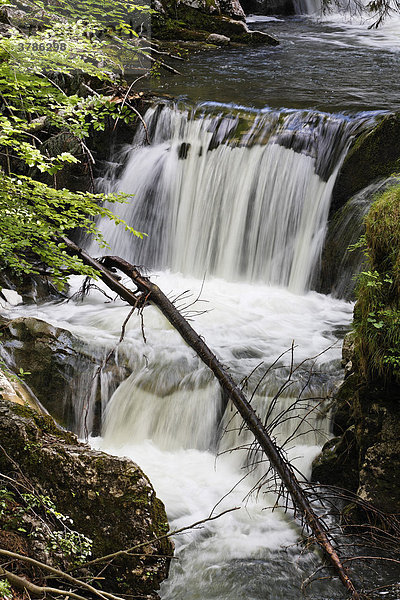 Wasserfall Enterrottach bei Rottach-Egern  Tegernseer Tal  Oberbayern  Deutschland