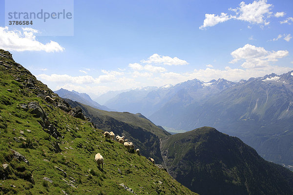 Schafe am Berghang  Ötztal  Tirol  Österreich