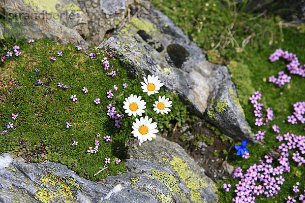 Blumen auf einem Moosteppich zwischen Steinen mit Flechten