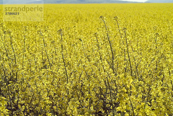 Rapsfeld in Blüte Frühling Landwirtschaft