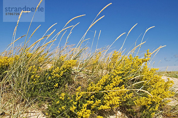 Sand und Wacholder (Juniperus) bedecken drei Viertel von Hiiumaa eine der größten Inseln von Hiiumaa Estland Baltikum