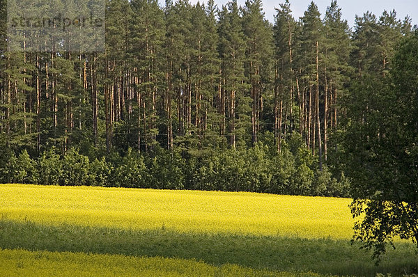 Prächtige Rapsfelder in Lettland  Baltikum