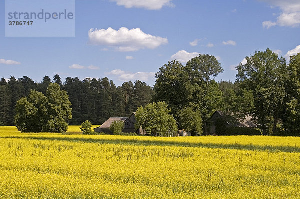 Prächtige Rapsfelder in Lettland  Baltikum