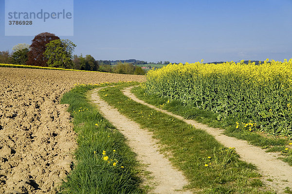 Feldweg neben blühendem Rapsfeld